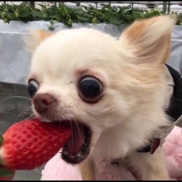 Meet your Posher, C - Picture 1 of 1